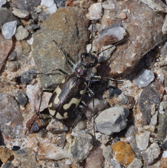 Cicindela willistoni