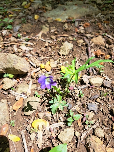 Image of Viola monacanora by (c) Bob Schwartz, some rights reserved (CC BY)