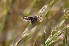 Heliothodes diminutiva