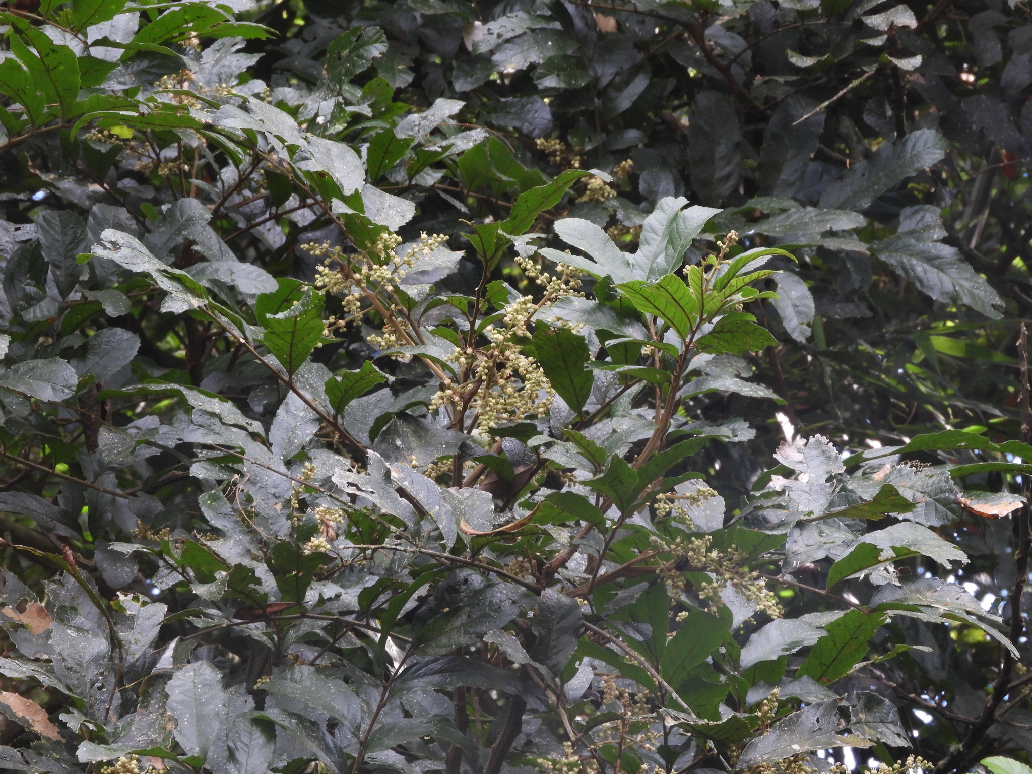 Cupania vernalis
