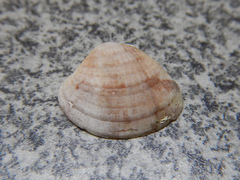 Leukoma grata