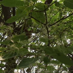 Angiospermae
