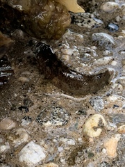 Paraclinus integripinnis