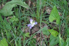 Viola nephrophylla