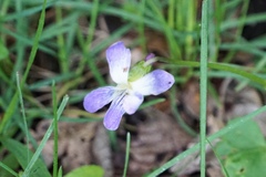 Viola nephrophylla