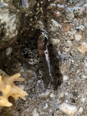 Paraclinus integripinnis