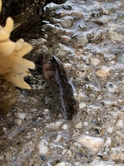 Paraclinus integripinnis