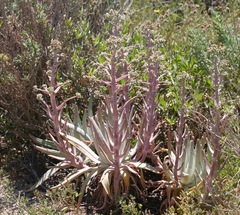 Dudleya virens insularis