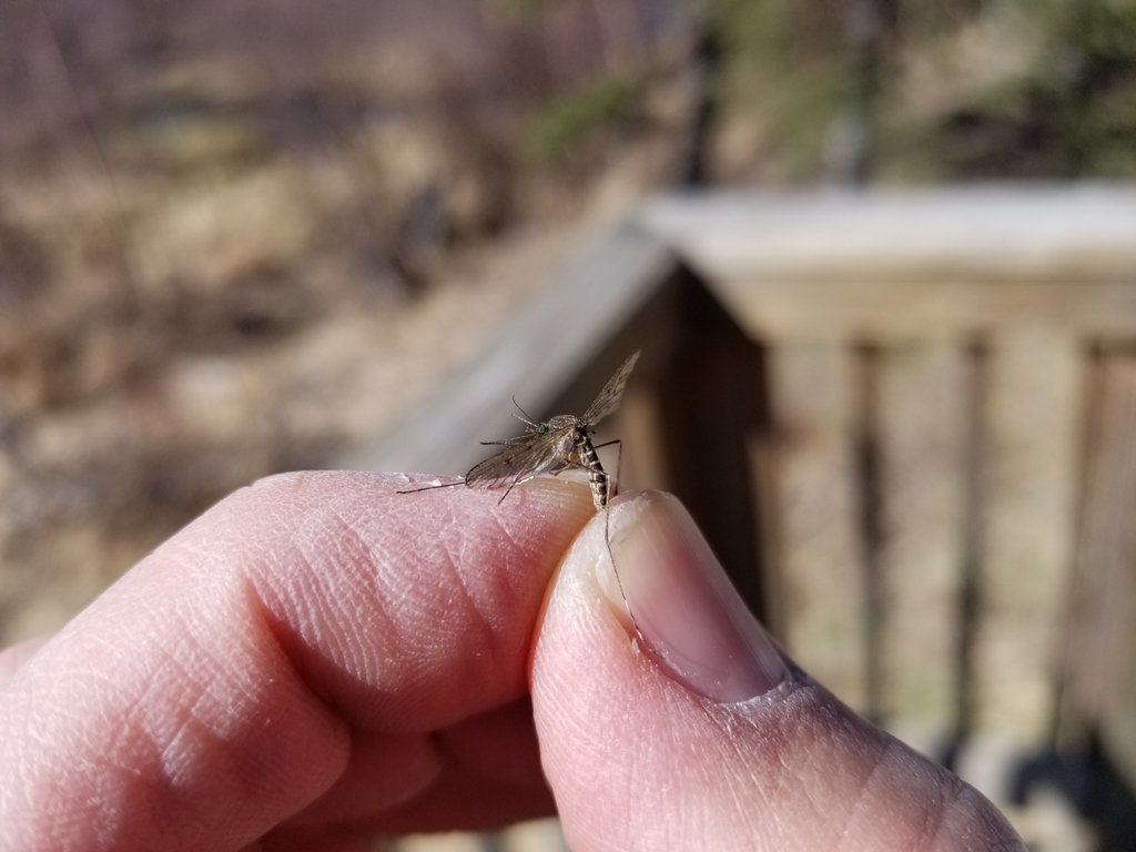 Alaskan winter mosquito