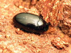 Platydema