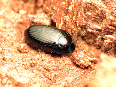 Platydema