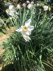 Narcissus poeticus