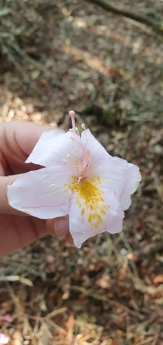 Rhododendron latoucheae iNat (2)