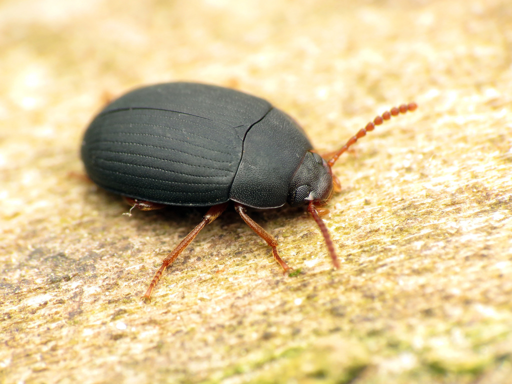 Redhorned Darkling Beetle (Darkling Beetles (Tenebrionidae) of