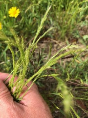 Limnodea arkansana