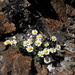 Salish Daisy - Photo (c) judith holm, some rights reserved (CC BY-NC-ND), uploaded by judith holm