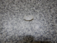 Crepidula lessonii