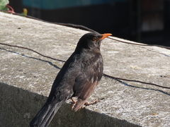 Turdus merula