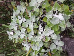 Senecio verbascifolius