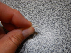 Crepidula lessonii