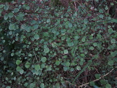 Teucrium parvifolium