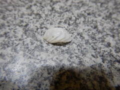Crepidula lessonii