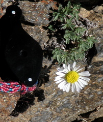 Erigeron salishii