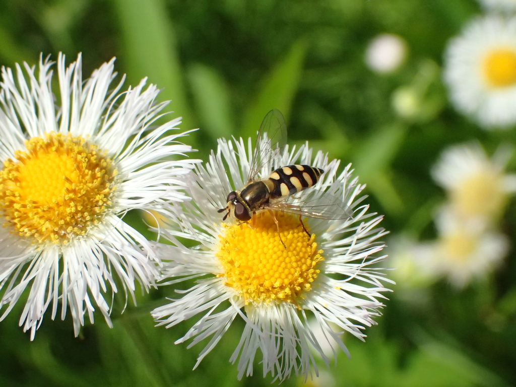 フタホシヒメヒラタアブ