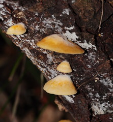 Crepidotus stromaticus