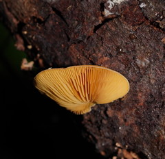 Crepidotus stromaticus