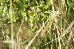 Eristalis bogotensis