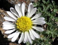 Erigeron salishii