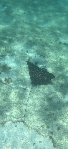 Spotted Eagle Ray