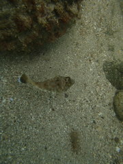 Sphoeroides lobatus