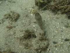 Sphoeroides lobatus