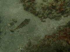 Sphoeroides lobatus