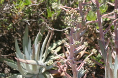 Dudleya virens insularis