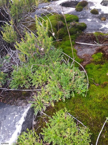 Ursinia nudicaulis (Thunb.) N.E.Br.