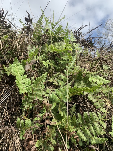 Anemia villosa (Anemia villosa)