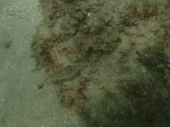 Sphoeroides lobatus