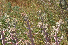 Dudleya virens insularis