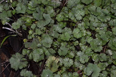 Hydrocotyle moschata moschata
