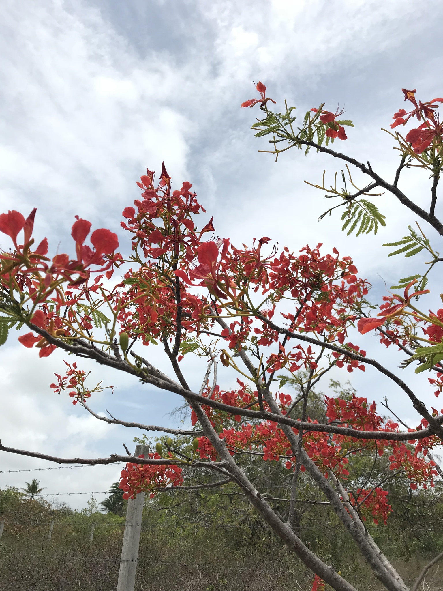 Delonix regia