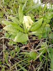 Primula veris macrocalyx