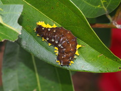 Gynautocera rubriscutellata