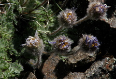 Erigeron salishii