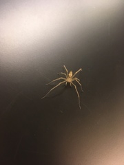 Cheiracanthium mildei