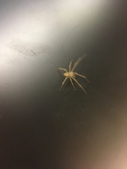 Cheiracanthium mildei