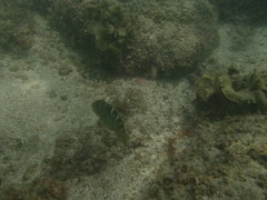 Halichoeres notospilus