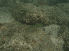 Halichoeres notospilus